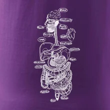 Skica lidských orgánů