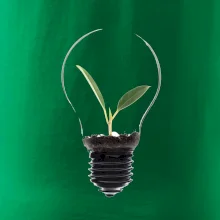 Žárovka květináč