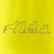 Americký stafordširský teriér v různých pozicích