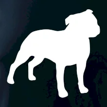 Americký stafordširský teriér  Na prsu