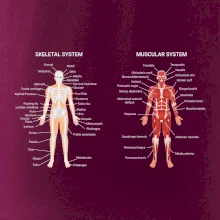 Skelet and Moscular system