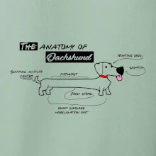 Jezevčík - Anatomie