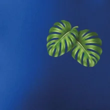 Monstera listy na prsu