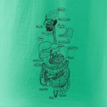 Skica lidských orgánů