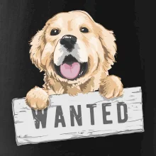 Zlatý retriever - štěně wanted