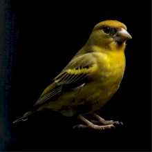 Zvonek zelený černá fotka