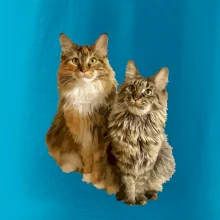 Kočky vectorizované  (Moňas)