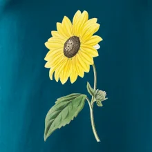 Slunečnice otočená