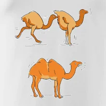 Pravda o velbloudech