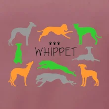 Whippet barevný