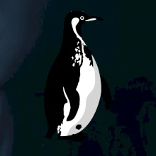 Tučňák černobílý z boku