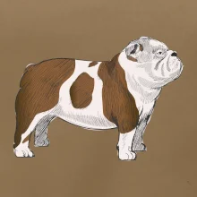 Vintage English bulldog