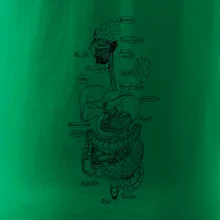 Skica lidských orgánů