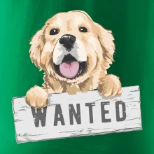 Zlatý retriever - štěně wanted