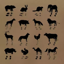 Zvířecí stopy s obrázkem zvířete - stopy zvířat