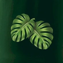 Monstera - dva listy