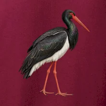 Zvířata Jizerských hor- Čáp černý