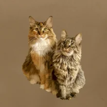 Kočky vectorizované  (Moňas)