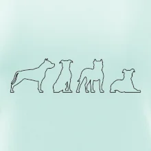 Americký stafordširský teriér v různých pozicích