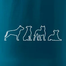 Americký stafordširský teriér v různých pozicích