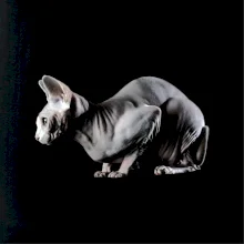 Kočka sphynx fotka