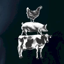 Slípka prase kravka