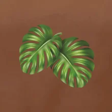 Monstera - dva listy