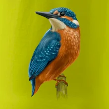 Lednáček kreslený