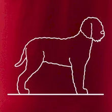 Lagotto romagnolo stojící Lagotto romagnolo stojící