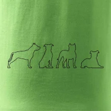 Americký stafordširský teriér v různých pozicích