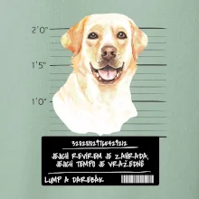 Lump a darebák labrador