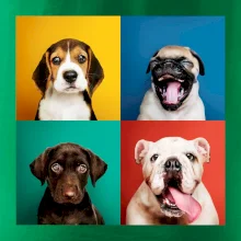 Psi štěňata koláž