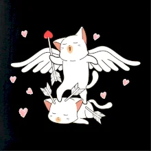 Kočky Amorův šíp