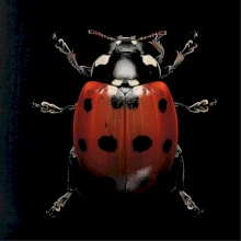 Beruška za shora černá fotka