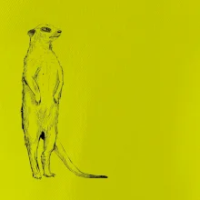 Surikata černá kresba