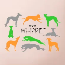 Whippet barevný