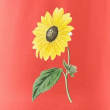 Slunečnice otočená