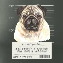 Lump a darebák mopsík Lump a darebák mopsík