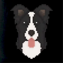 Border kolie Pixel