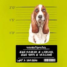 Baset - lump a darebák