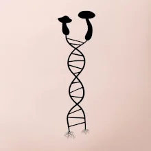 DNA houby
