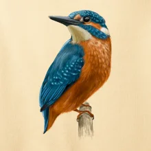 Lednáček kreslený