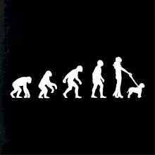 Lagotto romagnolo Evoluce