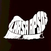 Lhasa Apso nápis v těle