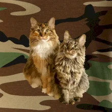 Kočky vectorizované  (Moňas)