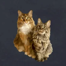 Kočky vectorizované  (Moňas)