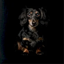 Jezevčík dlouhosrstý ze předu černá fotka