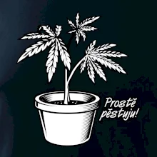 Konopi prostě pěstuju