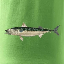 Makrela obecná