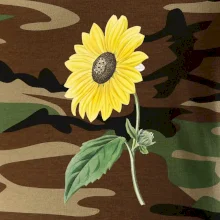 Slunečnice otočená